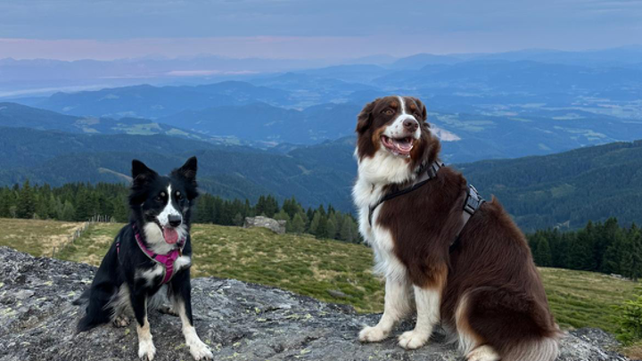 Zwei Hunde sitzen auf einem Felsen mit Blick auf ein weites Bergpanorama bei bewölktem Himmel.