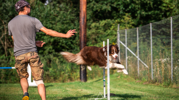 Hund springt über ein Agility-Hindernis, während der Hundeführer ihn anleitet