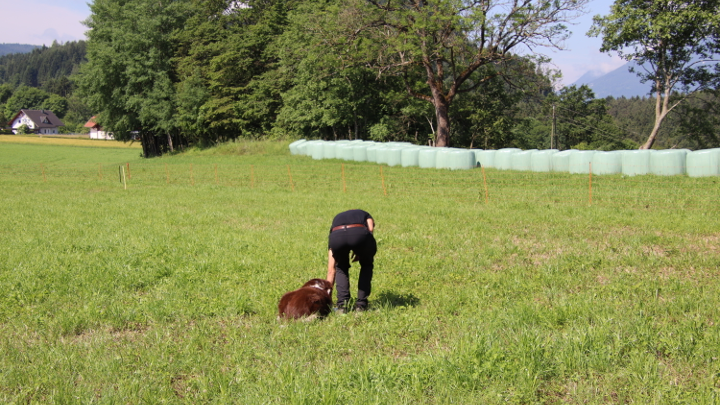 Hundeführer gibt Startsignal, während der Hund bereit für die Stöbersuche auf der Wiese liegt