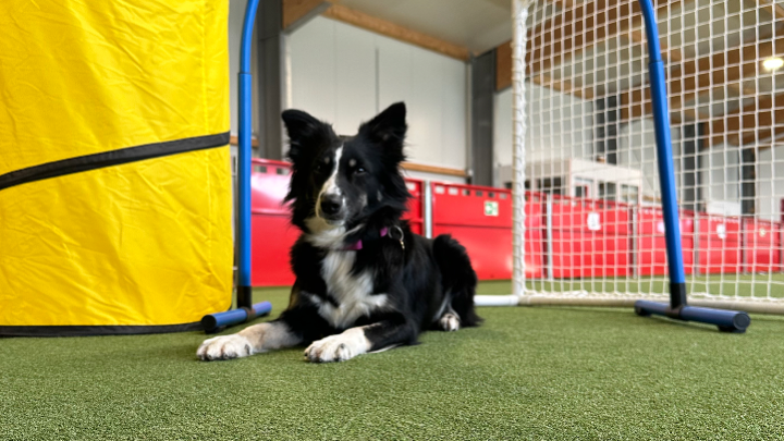 Zu sehen ist ein Hund im Hoopers Training.