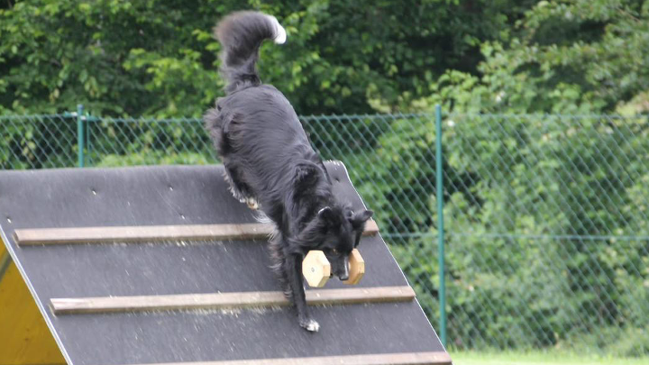 Schwarzer Hund mit Apportierholz überwindet Schräghindernis beim Gehorsamstraining