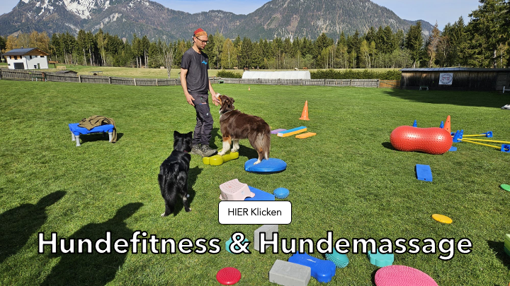 Outdoor-Hundefitness mit Trainingsgeräten – zwei Hunde beim Bewegungstraining unter Anleitung