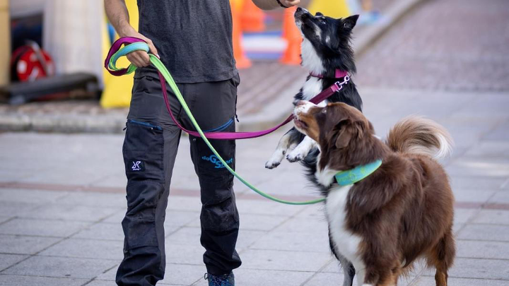 Zwei Hunde an der Leine, einer stehend auf den Hinterbeinen, bei einer Trainingseinheit in der Stadt mit einer Person.