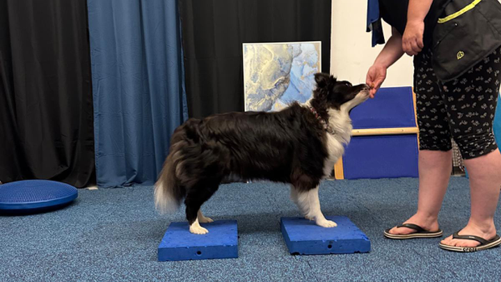 Hund steht mit allen Pfoten auf zwei kleinen Balance-Podesten und wird von der Trainerin belohnt