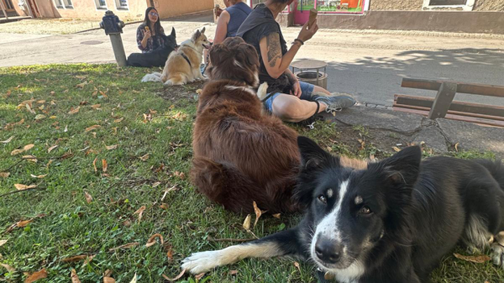 Mehrere Hunde mit ihren Menschen bei einer entspannten Pause auf einer Wiese am Straßenrand.