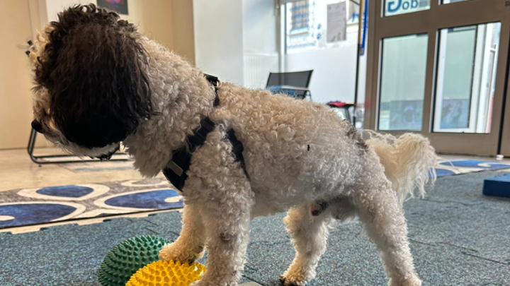 Kleiner Hund steht auf bunten Igelbällen im Indoorbereich und trainiert seine Pfotensensibilität.