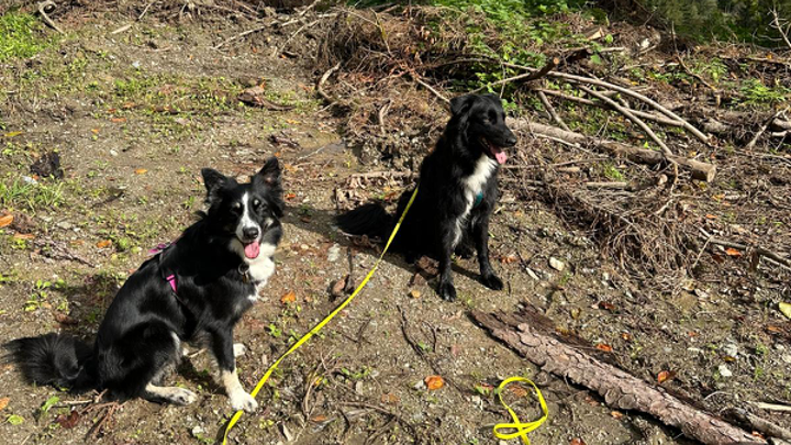 Zwei schwarz-weiße Hunde sitzen angeleint auf einer Waldlichtung mit Ästen und Laub.