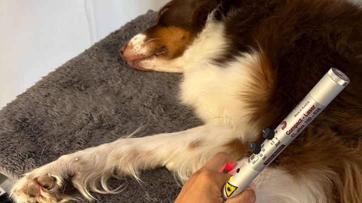 Hund liegt entspannt auf einem Tisch, während mit einem Low-Level-Laser an der Vorderpfote gearbeitet wird