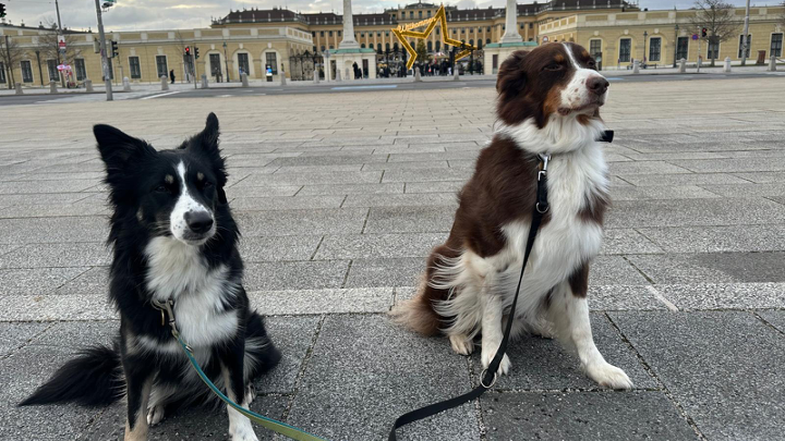 Zwei angeleinte Hunde sitzen auf einem großen Platz vor dem Schloss Schönbrunn in Wien.