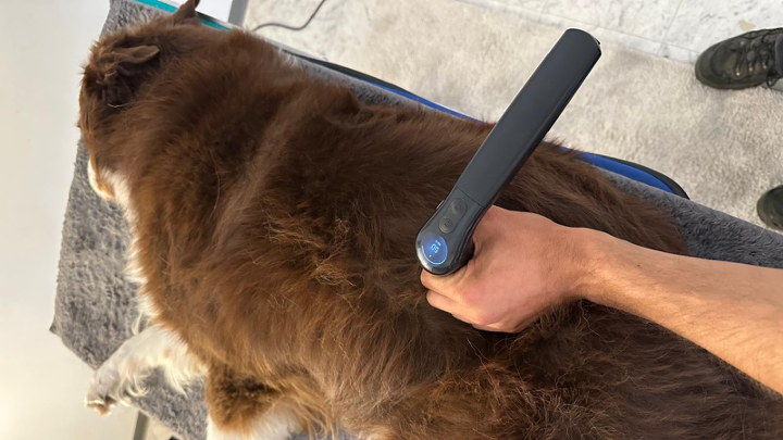 Hund wird auf dem Rücken mit einem Vibrationsgerät behandelt, liegt entspannt auf einem Tisch