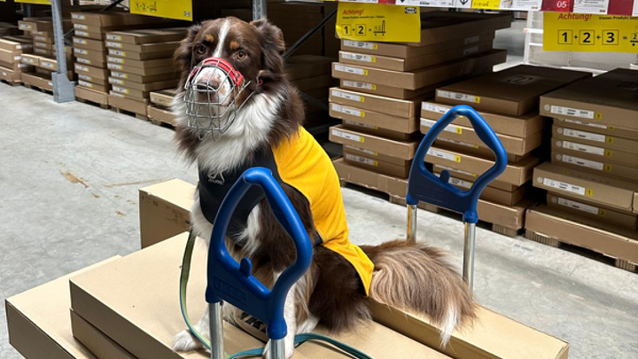 Hund mit gelber Weste und Maulkorb sitzt ruhig im Möbelhaus auf einem Möbelwagen.