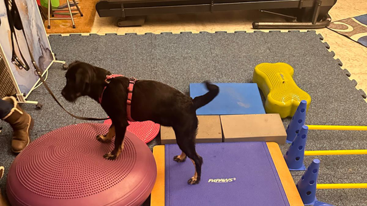 Hund steht auf einem großen Balancekissen in einem Indoor-Fitnessparcours für Hunde