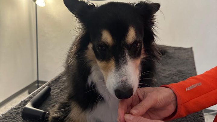 Hund sitzt auf einem Tisch und wird während einer ruhigen Behandlung einfühlsam gefüttert