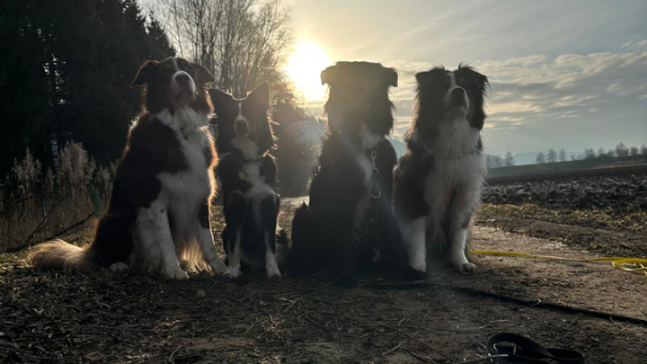 Vier Hunde sitzen bei Sonnenaufgang nebeneinander auf einem Waldweg im Gegenlicht.