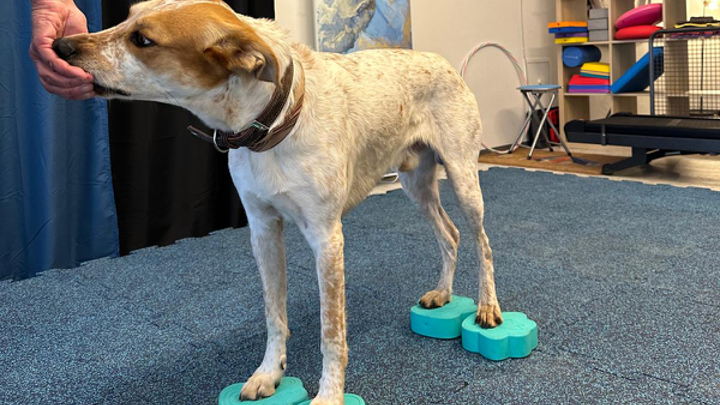 Hund steht mit allen Pfoten auf kleinen Balance-Kissen im Indoor-Koordinationstraining