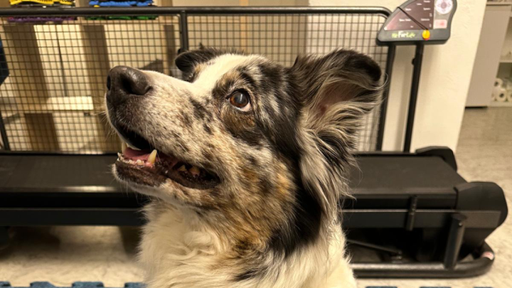 Aufmerksamer Hund schaut fokussiert nach oben im Trainingsraum, im Hintergrund ein Laufband für Hunde
