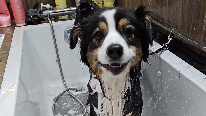 Lächelnder Hund voller Schaum in einer Badewanne während der Fellpflege.