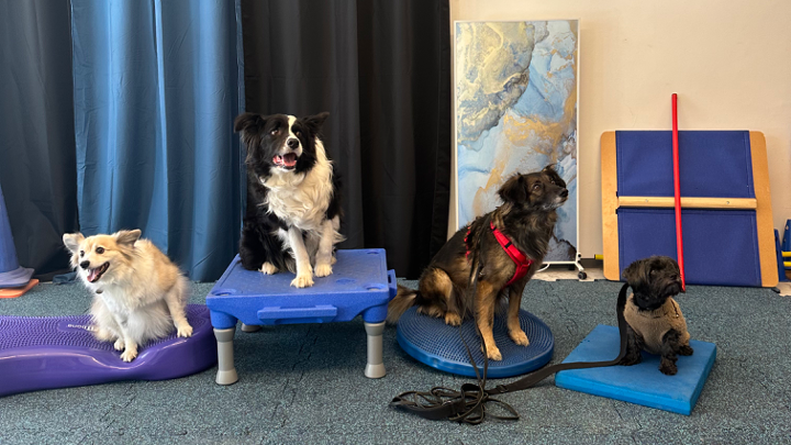 Vier Hunde sitzen oder stehen auf verschiedenen Balance- und Koordinationselementen im Indoor-Training