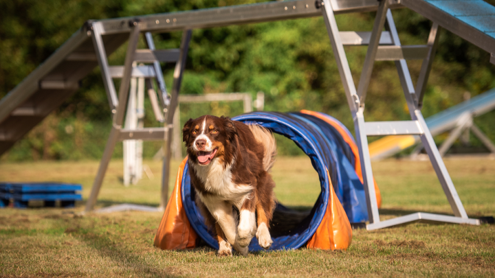 Hund läuft fröhlich aus einem Agility-Tunnel auf einem Trainingsplatz im Freien