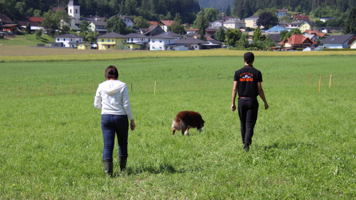 Hundeführer gibt Startsignal, während der Hund bereit für die Stöbersuche auf der Wiese liegt