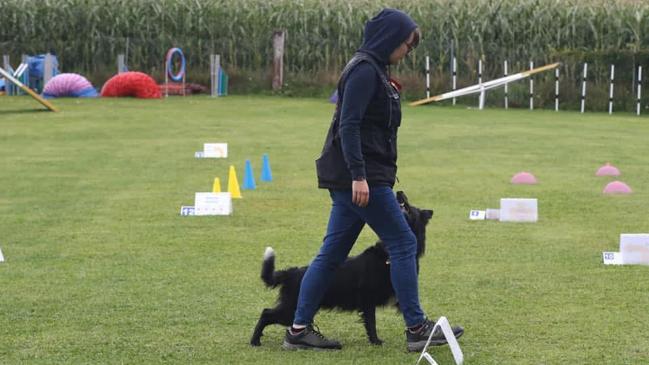 Hund und Mensch arbeiten gemeinsam auf einem Rally-Obedience-Parcours mit Schildern