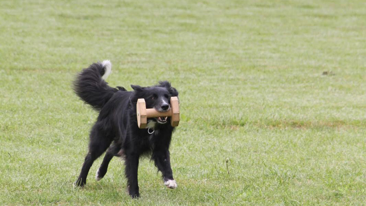 Schwarzer Hund läuft über Wiese und trägt ein Apportierholz im Maul