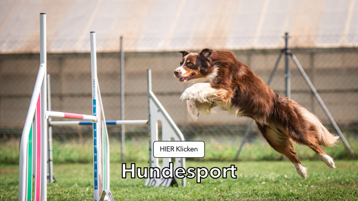 Hund springt über ein Hindernis beim Agility-Hundesport auf einem Trainingsplatz