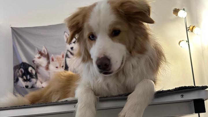 Hund liegt entspannt auf einem Tisch, im Hintergrund eine Lampe und ein Poster mit Huskys