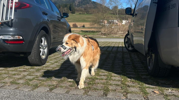 Langhaariger Hund mit Maulkorb und Geschirr läuft zwischen Autos auf einem Parkplatz.