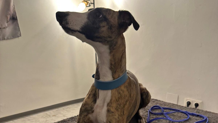 Aufmerksamer Windhund sitzt ruhig auf einem Behandlungstisch im hellen Raum mit Leine im Vordergrund