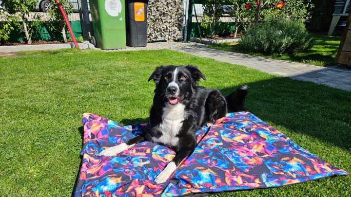 Schwarz-weißer Hund liegt entspannt auf bunter Decke im sonnigen Garten.