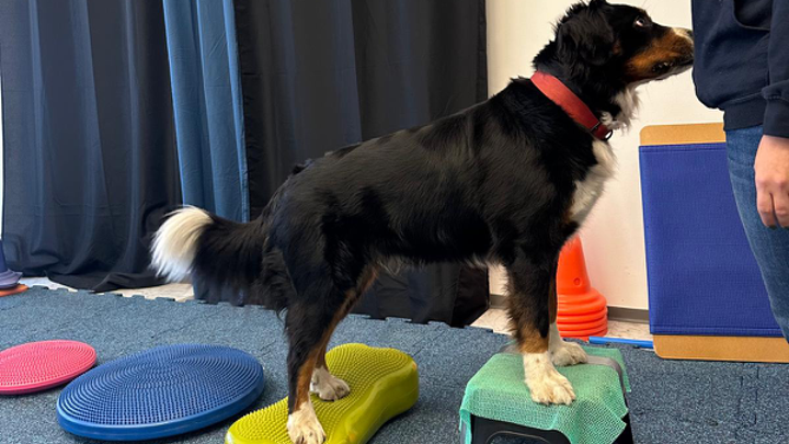 Hund steht mit Vorderpfoten auf Podest und Hinterpfoten auf Balancekissen im Koordinationstraining