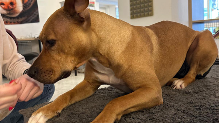 Hund liegt ruhig auf Tisch und wird achtsam mit der Hand geführt und belohnt