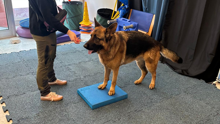 Schäferhund steht auf Balancepad im Trainingsraum und wird mit Leckerli trainiert