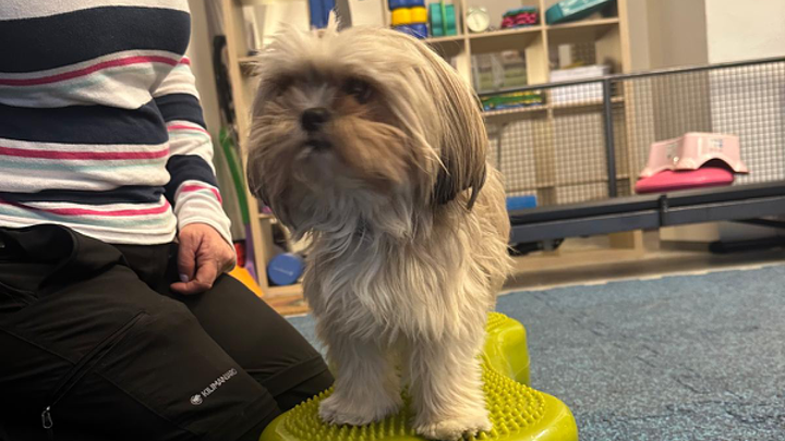 Kleiner Hund steht auf gelben Balancekissen beim Koordinationstraining