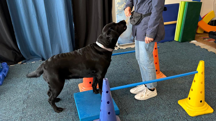 Schwarzer Labrador steht auf einem Podest zwischen Cavaletti-Stangen beim Koordinationstraining