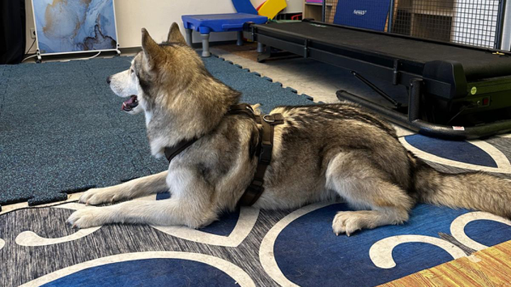 Grauer Husky liegt entspannt in einem Trainings-Raum auf einer Matte