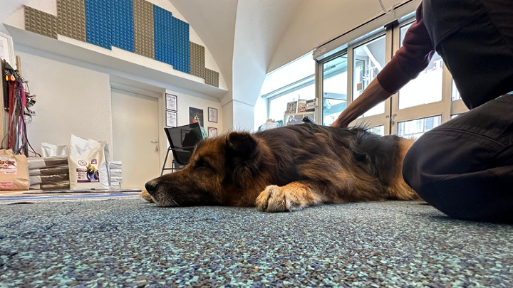 Älterer Hund liegt entspannt auf Teppichboden, eine Hand liegt beruhigend auf seinem Rücken