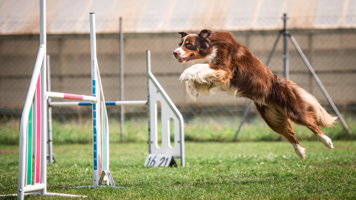 Hund springt mit voller Konzentration über eine Agility-Hürde auf dem Trainingsplatz