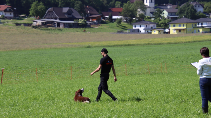Hundeführer gibt Startsignal, während der Hund bereit für die Stöbersuche auf der Wiese liegt