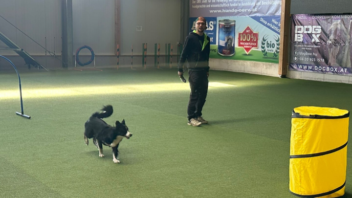 Zu sehen ist ein Hund im Hoopers Training.