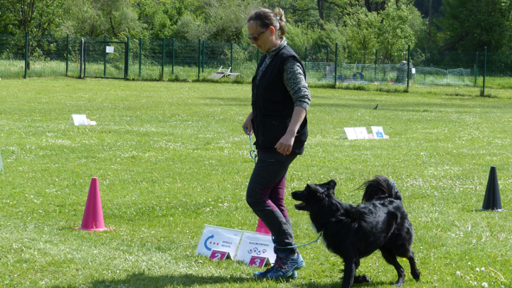 Hund und Mensch arbeiten gemeinsam auf einem Rally-Obedience-Parcours mit Schildern