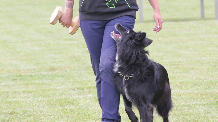 Hund geht aufmerksam bei Fuß neben einer Person mit Apportierholz in der Hand