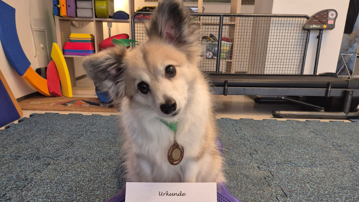 Kleiner Hund mit Medaille und Urkunde sitzt stolz im Trainingsraum