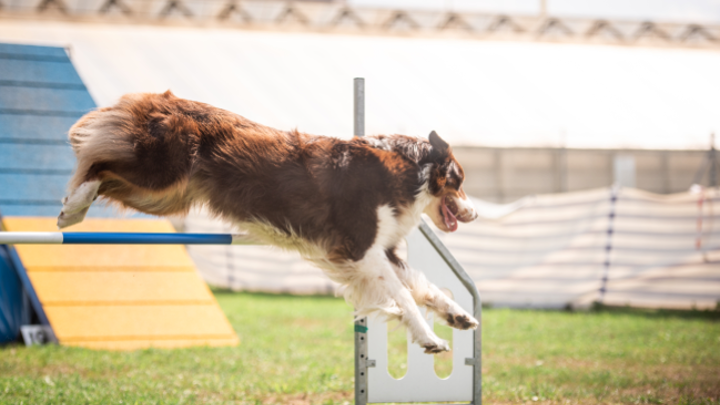 Hund springt mit voller Konzentration über eine Agility-Hürde auf dem Trainingsplatz
