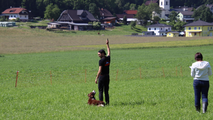 Hundeführer gibt Startsignal, während der Hund bereit für die Stöbersuche auf der Wiese liegt