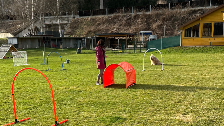 Zu sehen ist ein Hund im Hoopers Training.