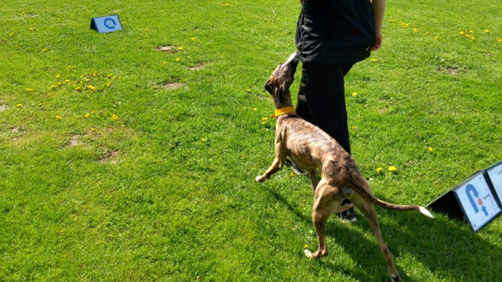 Hund und Mensch arbeiten gemeinsam auf einem Rally-Obedience-Parcours mit Schildern
