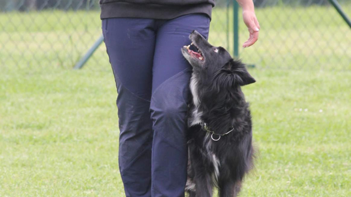 Hund folgt eng und aufmerksam bei Fuß neben einer Person und blickt sie an