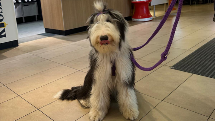 Junger Hund mit lila Leine sitzt ruhig in einem Café und schaut aufmerksam.